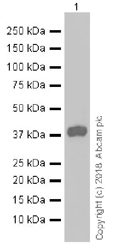 Western blot - Anti-CYR61/CCN1 antibody [EPR20681] (AB230947)