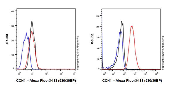 Flow Cytometry (Intracellular) - Anti-CYR61/CCN1 antibody [EPR20681] - BSA and Azide free (AB233097)