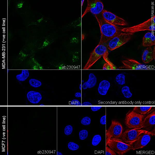 Immunocytochemistry/ Immunofluorescence - Anti-CYR61/CCN1 antibody [EPR20681] - BSA and Azide free (AB233097)