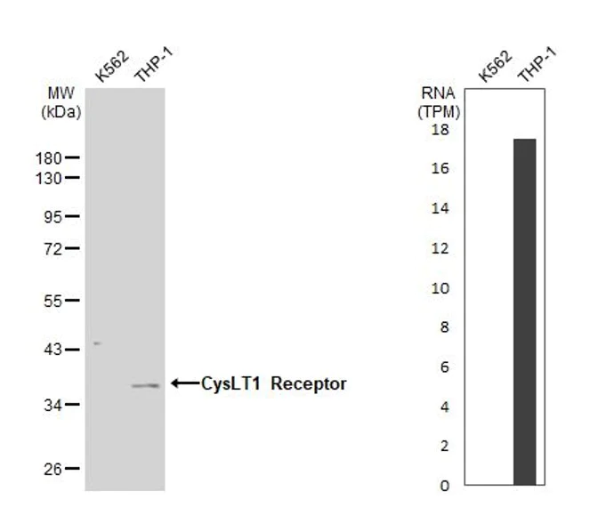 Western blot - Anti-CysLT1 antibody - N-terminal (AB151484)