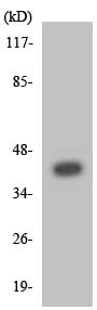 Western blot - Anti-CysLT2 antibody (AB136035)