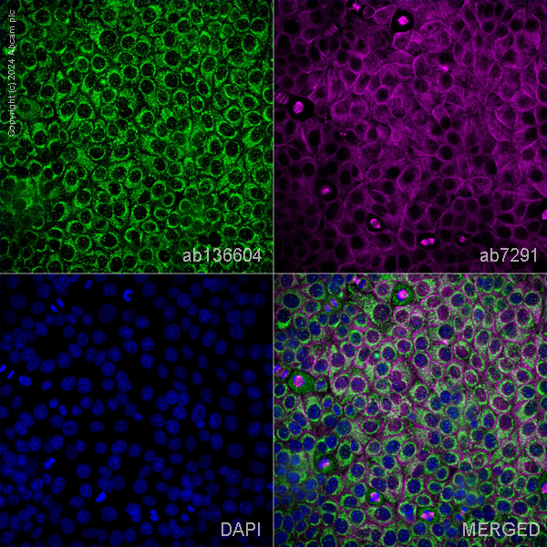 Immunocytochemistry/ Immunofluorescence - Anti-Cystathionase/CTH antibody (AB136604), expandable thumbnail