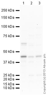Western blot - Anti-Cystathionase/CTH antibody (AB136604), expandable thumbnail