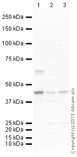 Western blot - Anti-Cystathionase/CTH antibody (AB136604)