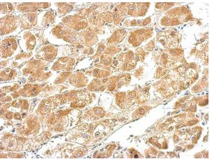 Immunohistochemistry (Formalin/PFA-fixed paraffin-embedded sections) - Anti-Cystathionase/CTH antibody (AB151769)
