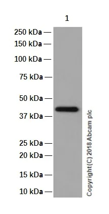 Western blot - Anti-Cystathionase/CTH antibody [EPR15468] - BSA and Azide free (AB251003)