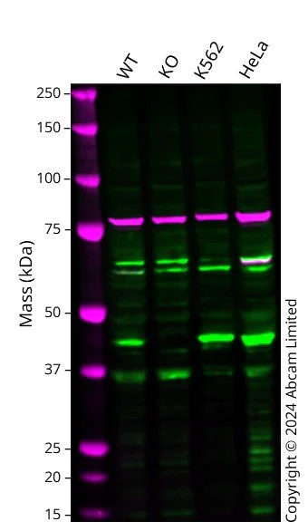 Western blot - Anti-Cystathionase/CTH antibody [EPR15468] - BSA and Azide free (AB251003)