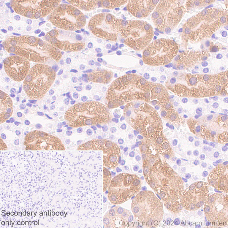Immunohistochemistry (Formalin/PFA-fixed paraffin-embedded sections) - Anti-Cystathionase/CTH antibody [EPR29620-93] (AB323266)