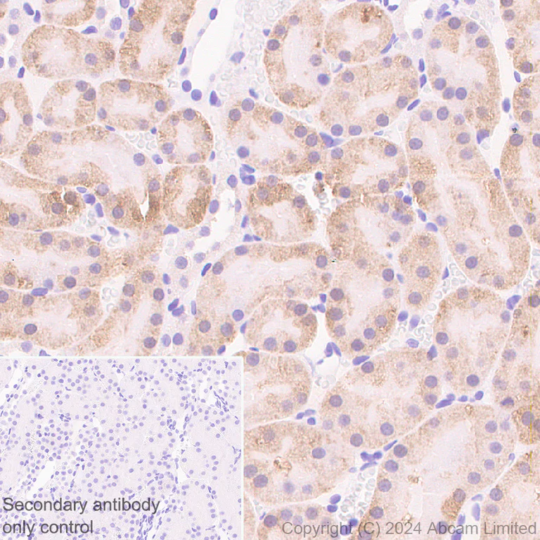 Immunohistochemistry (Formalin/PFA-fixed paraffin-embedded sections) - Anti-Cystathionase/CTH antibody [EPR29620-93] (AB323266)