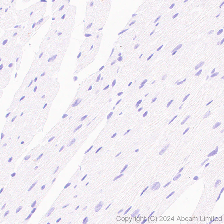 Immunohistochemistry (Formalin/PFA-fixed paraffin-embedded sections) - Anti-Cystathionase/CTH antibody [EPR29620-93] (AB323266)
