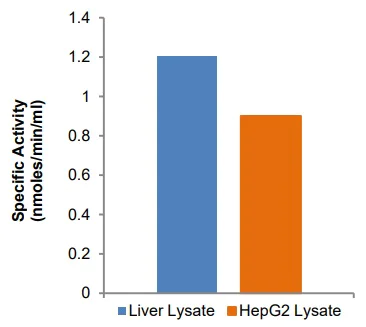Functional Studies - Cystathionine beta Synthase Assay Kit (AB241043)
