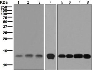 Western blot - Anti-Cystatin A antibody [EPR6941] (AB128948)