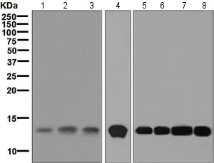 Western blot - Anti-Cystatin A antibody [EPR6941] - BSA and Azide free (AB248241)