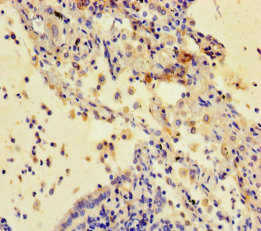 Immunohistochemistry (Formalin/PFA-fixed paraffin-embedded sections) - Anti-Cystatin-B antibody (AB236646), expandable thumbnail