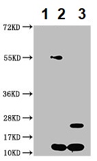 Immunoprecipitation - Anti-Cystatin-B antibody (AB236646), expandable thumbnail
