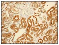 Immunohistochemistry (Formalin/PFA-fixed paraffin-embedded sections) - Anti-Cystatin-B antibody [EPR3931] - BSA and Azide free (AB247554)