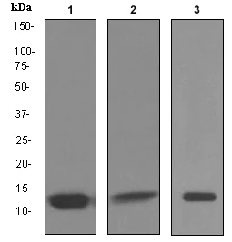 Western blot - Anti-Cystatin-B antibody [EPR3931] - BSA and Azide free (AB247554)