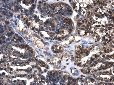 Immunohistochemistry (Formalin/PFA-fixed paraffin-embedded sections) - Anti-Cystatin C antibody (AB226841)