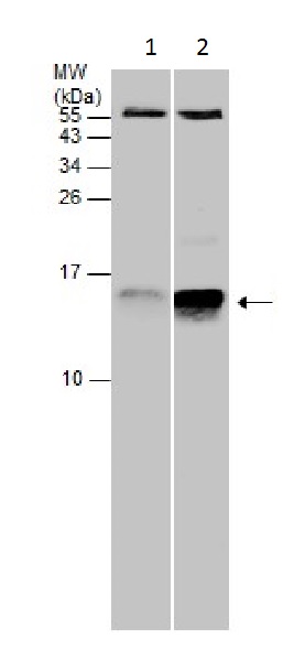 Western blot - Anti-Cystatin C antibody (AB226841), expandable thumbnail