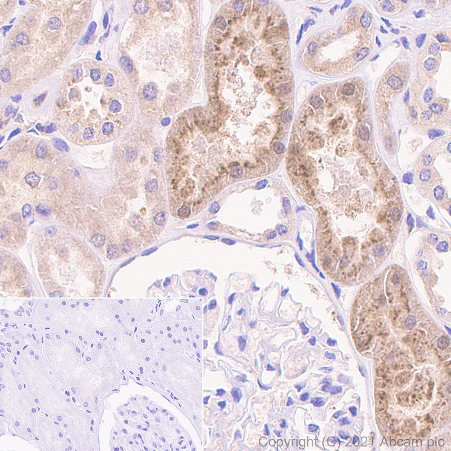 Immunohistochemistry (Formalin/PFA-fixed paraffin-embedded sections) - Anti-Cystatin C antibody [EPR4413] (ab109508), expandable thumbnail