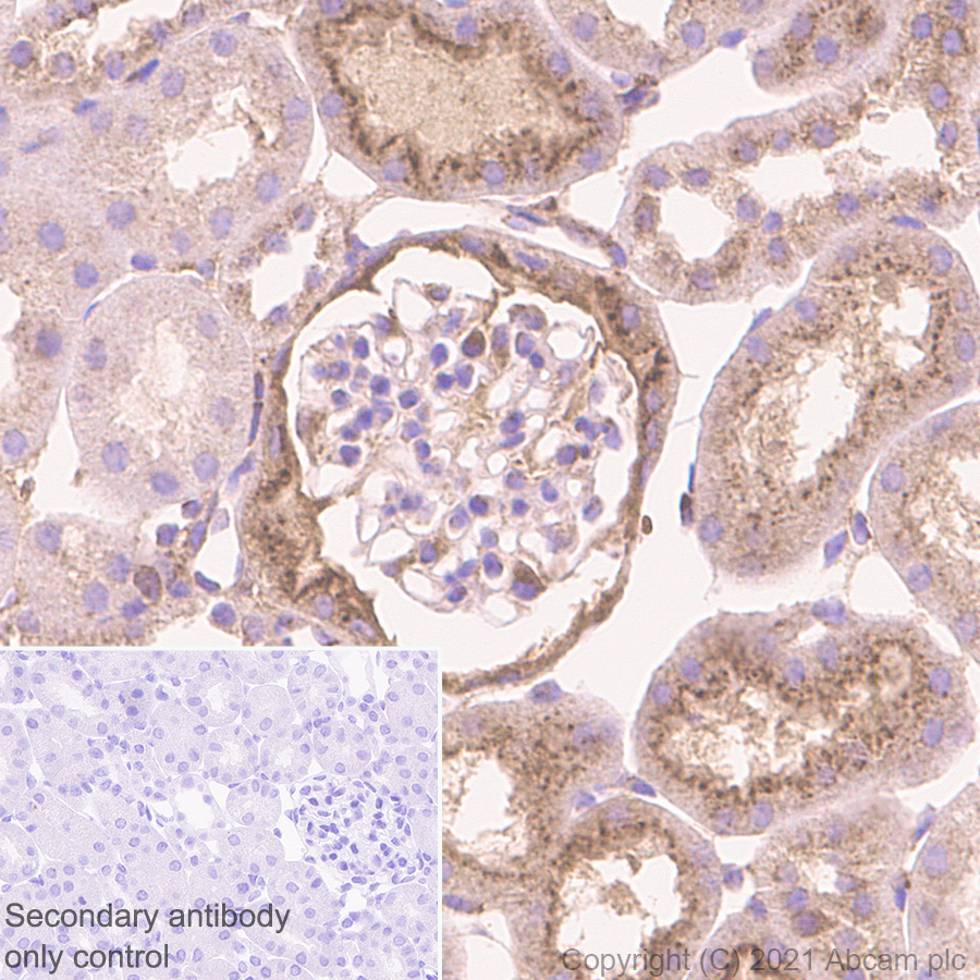 Immunohistochemistry (Formalin/PFA-fixed paraffin-embedded sections) - Anti-Cystatin C antibody [EPR4413] (AB109508), expandable thumbnail