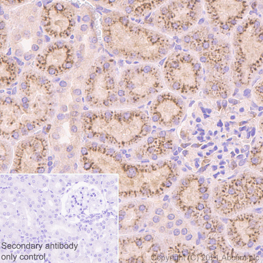 Immunohistochemistry (Formalin/PFA-fixed paraffin-embedded sections) - Anti-Cystatin C antibody [EPR4413] (AB109508), expandable thumbnail