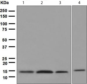 Western blot - Anti-Cystatin C antibody [EPR4413] (AB109508), expandable thumbnail