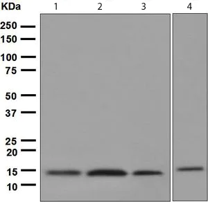 Western blot - Anti-Cystatin C antibody [EPR4413] (AB109508)