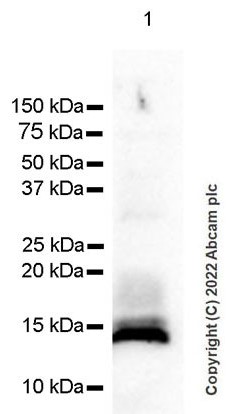 Western blot - Anti-Cystatin C antibody [EPR4413] (ab109508), expandable thumbnail