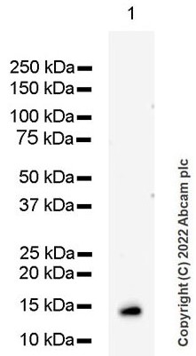 Western blot - Anti-Cystatin C antibody [EPR4413] (ab109508), expandable thumbnail
