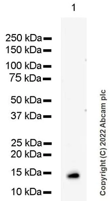 Western blot - Anti-Cystatin C antibody [EPR4413] (AB109508)