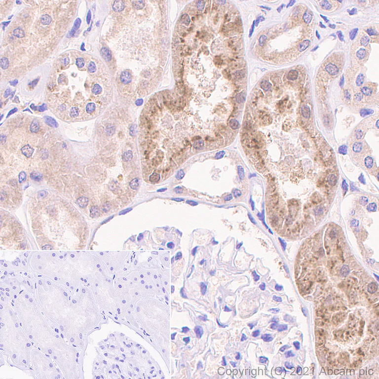 Immunohistochemistry (Formalin/PFA-fixed paraffin-embedded sections) - Anti-Cystatin C antibody [EPR4413] - BSA and Azide free (AB217569)