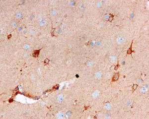 Immunohistochemistry (Formalin/PFA-fixed paraffin-embedded sections) - Anti-Cystatin C antibody [EPR4413] - BSA and Azide free (AB217569)
