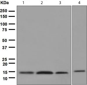 Western blot - Anti-Cystatin C antibody [EPR4413] - BSA and Azide free (AB217569)
