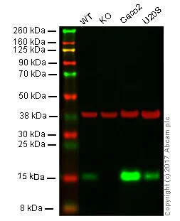 Western blot - Anti-Cystatin C antibody [EPR4413] - BSA and Azide free (AB217569)