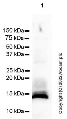 Western blot - Anti-Cystatin C antibody [EPR4413] - BSA and Azide free (AB217569)