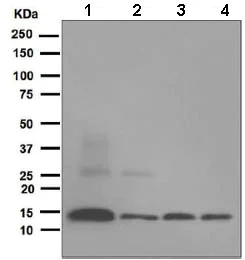 Western blot - Anti-Cystatin C antibody [EPR4502] (AB133495)