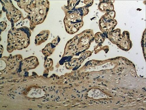 Immunohistochemistry (Formalin/PFA-fixed paraffin-embedded sections) - Anti-Cystatin C antibody [MM0229-3N39] (AB97730)