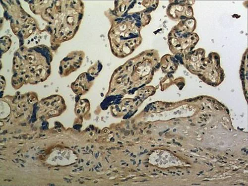 Immunohistochemistry (Formalin/PFA-fixed paraffin-embedded sections) - Anti-Cystatin C antibody [MM0229-3N39] (AB97730)