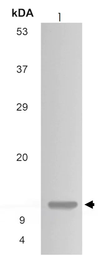 Western blot - Anti-Cystatin C antibody [MM0229-3N39] (AB97730)