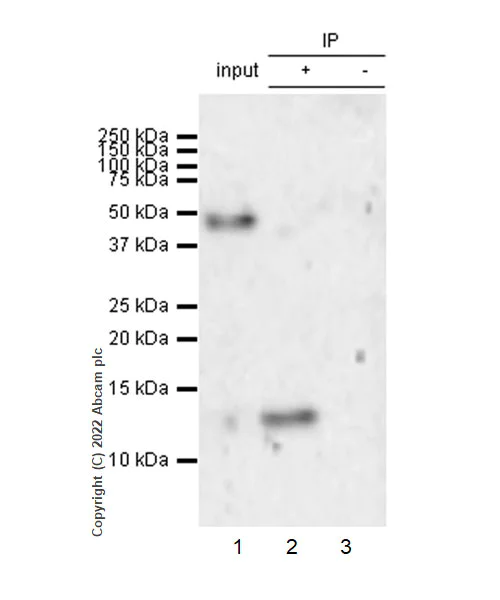 Immunoprecipitation - Anti-Cystatin D antibody [EPR25935-47] (AB305062)