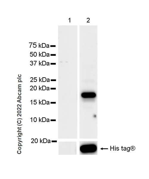 Western blot - Anti-Cystatin D antibody [EPR25935-47] (AB305062)