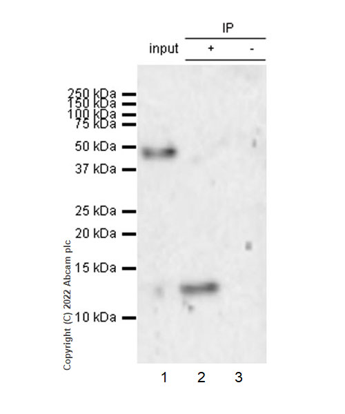 Immunoprecipitation - Anti-Cystatin D antibody [EPR25935-47] - BSA and Azide free (AB305063)