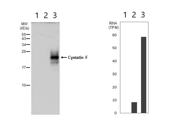 Western blot - Anti-Cystatin F antibody (AB152152)