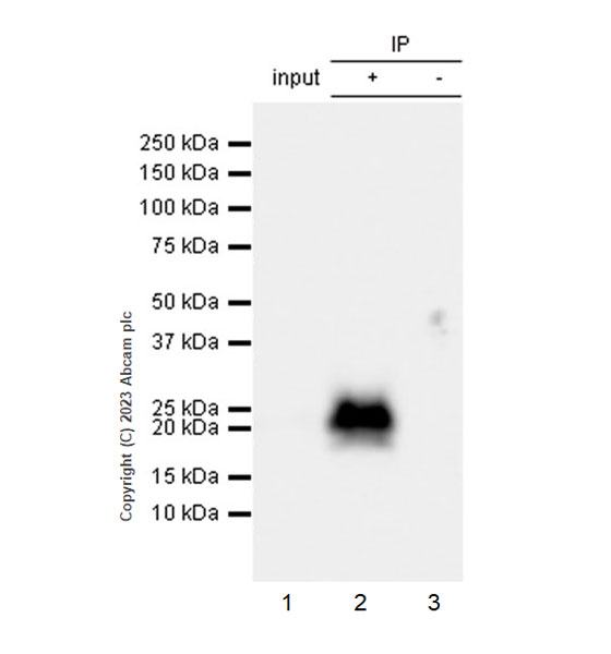 Immunoprecipitation - Anti-Cystatin F antibody [EPR28408-30] (AB309544), expandable thumbnail