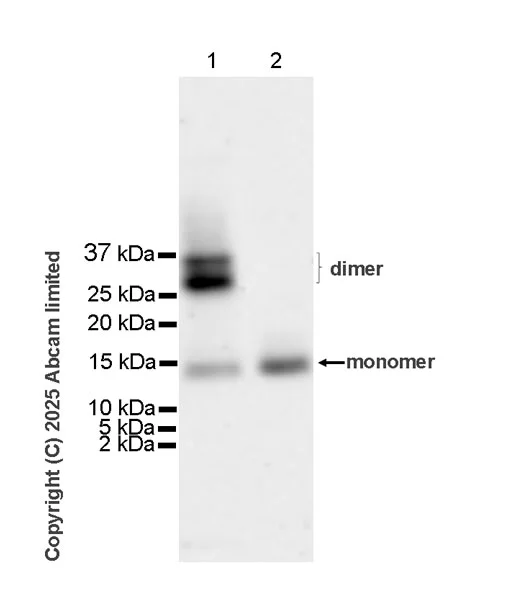 Western blot - Anti-Cystatin F antibody [EPR29573-88] (AB325174)