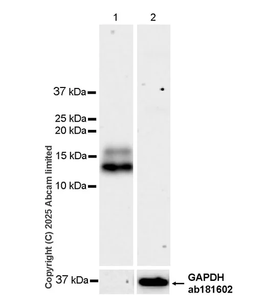 Western blot - Anti-Cystatin F antibody [EPR29573-88] (AB325174)