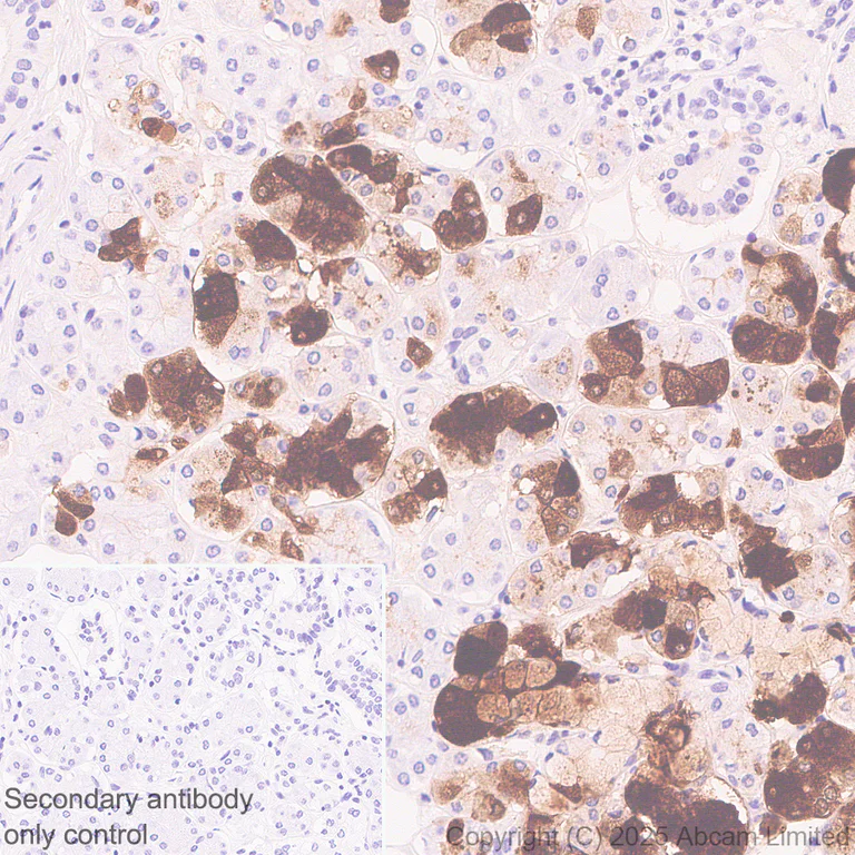 Immunohistochemistry (Formalin/PFA-fixed paraffin-embedded sections) - Anti-Cystatin SA/CST2 antibody [EPR25934-14] (AB325126)