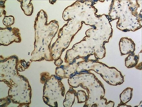 Immunohistochemistry (Formalin/PFA-fixed paraffin-embedded sections) - Anti-Cystatin SA/CST2 antibody [MM0233- 5M60] (AB89302), expandable thumbnail