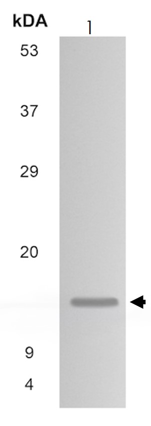 Western blot - Anti-Cystatin SA/CST2 antibody [MM0233- 5M60] (AB89302), expandable thumbnail